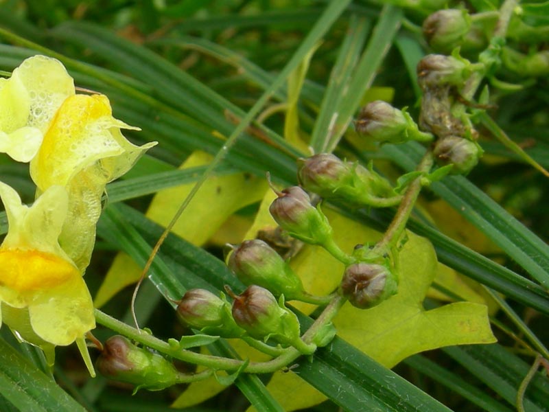 Linaria vulgaris / Linajola comune